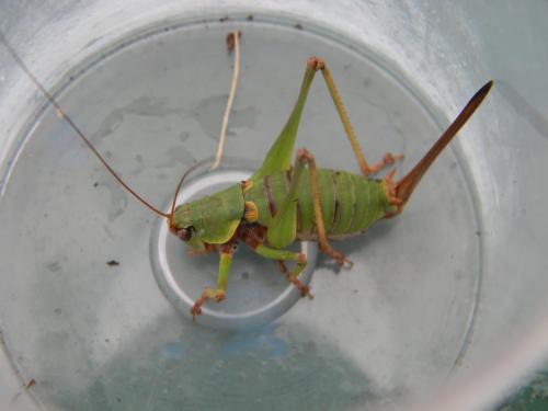 Réf. 308 241 : Antaxius sorrezensis