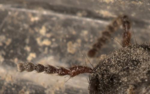 Réf. 308 186 : Platydracus sp.
