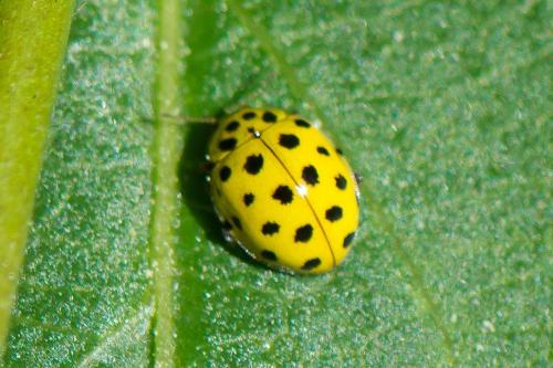 Réf. 308 016 : Psyllobora vigintiduopunctata