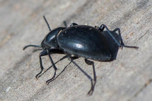 Tentyria sp.