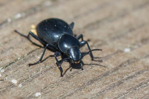 Tentyria sp.