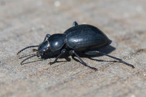 Tentyria sp.