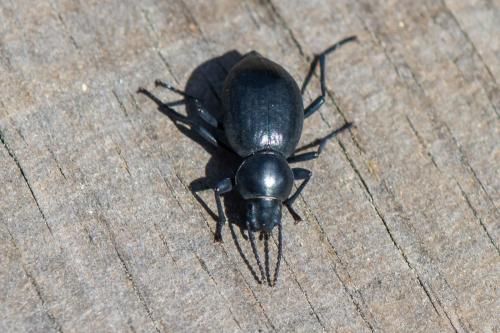 Tentyria sp.