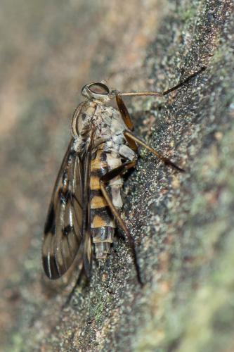 Rhagio atlanticus