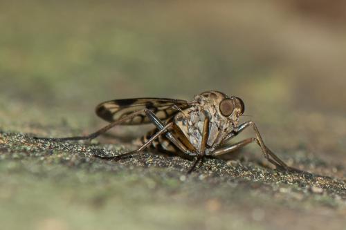 Rhagio atlanticus