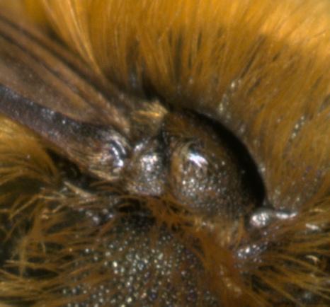 Osmia brevicornis