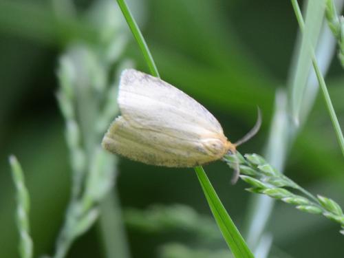 Réf. 308 139 : Aphelia sp.