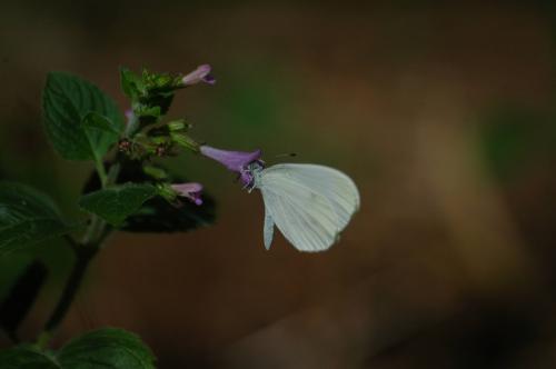 Réf. 308 671 : Leptidea sinapis