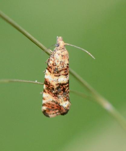 Réf. 308 140 : Phiaris sp.