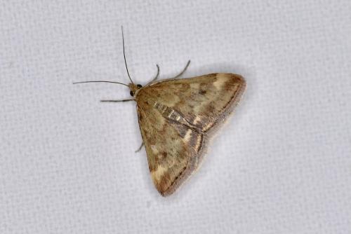 Pyrausta despicata