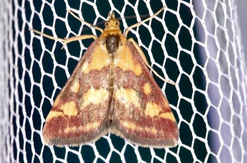 Réf. 308 994 : Pyrausta purpuralis