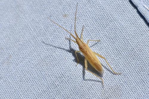 Stenodema laevigata