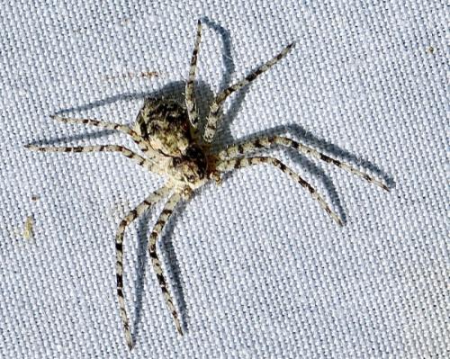 Réf. 308 949 : Philodromus buxi