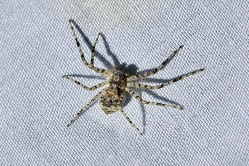 Réf. 308 945 : Philodromus buxi