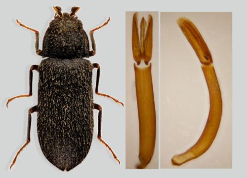 Réf. 308 547 : Dryops subincanus