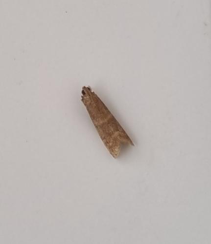 Réf. 308 654 : Phycitinae inconnu