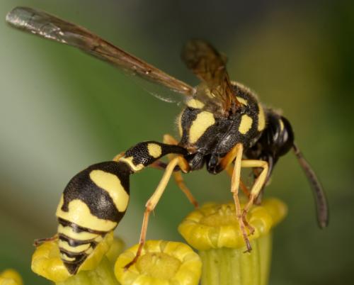 Eumenes dubius