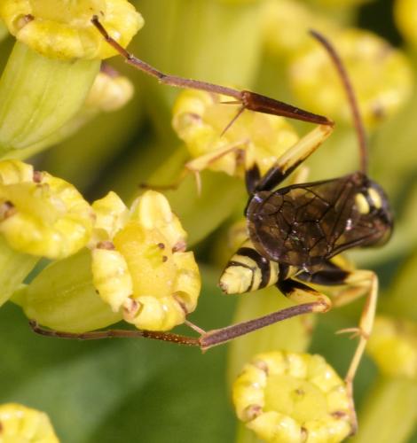 Ceropales bipartita flava