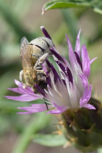 Réf. 308 087 : Seladonia (pollinosa-vestita)