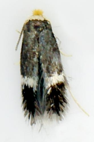 Réf. 308 691 : Stigmella sp.