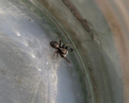 Pseudeuophrys lanigera