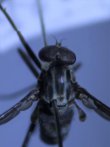 Rhagio cingulatus