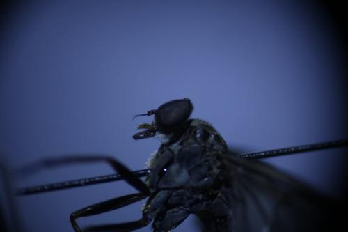 Rhagio cingulatus