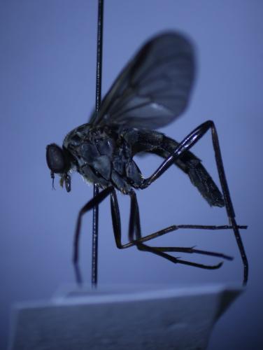 Rhagio cingulatus