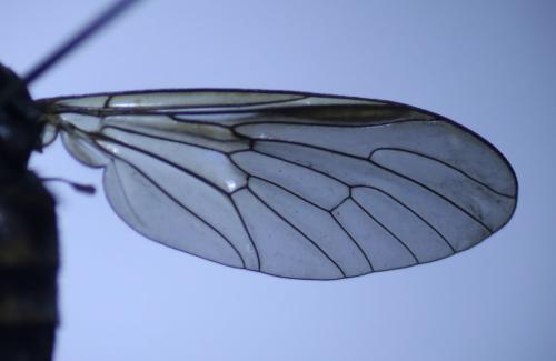 Rhagio cingulatus