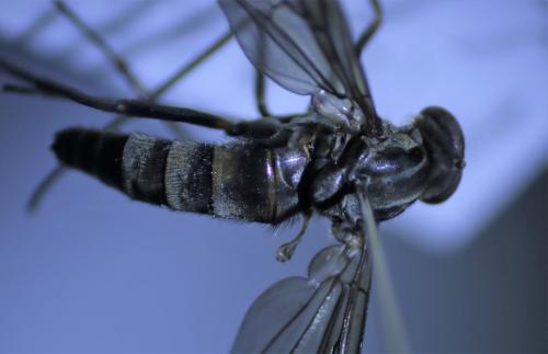 Rhagio cingulatus