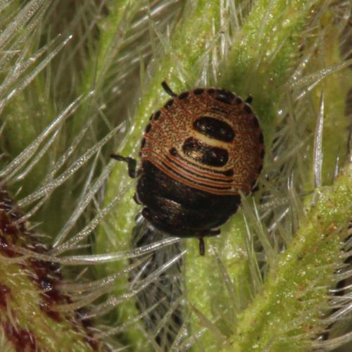 Réf. 308 775 : Eurygastrinae inconnu