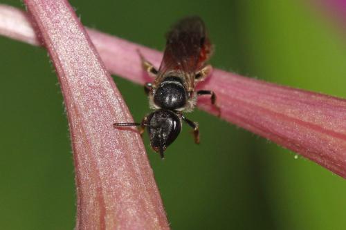 Lasioglossum elegans