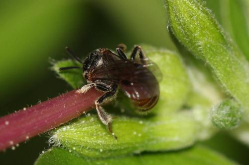 Lasioglossum elegans
