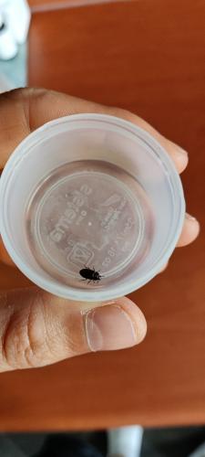 Réf. 308 378 : Alphitobius diaperinus