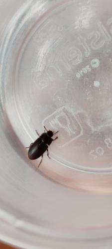 Réf. 308 434 : Alphitobius diaperinus