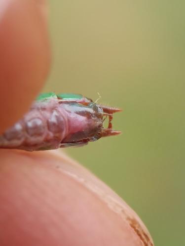 Réf. 308 455 : Conocephalus dorsalis