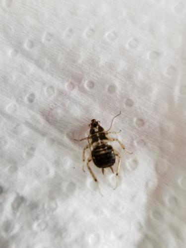 Planuncus vinzi