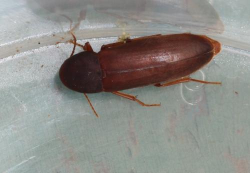 Réf. 308 257 : Phloiotrya tenuis