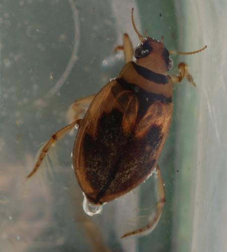 Réf. 308 275 : Hygrobia hermanni