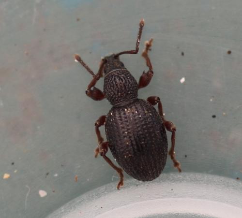 Otiorhynchus ovatus