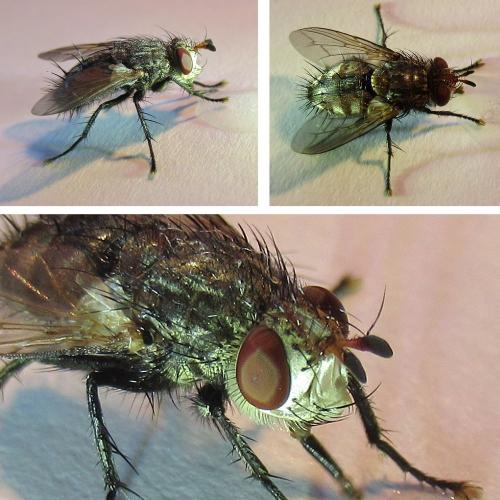 Peleteria iavana