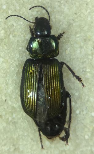 Anisodactylus poeciloides