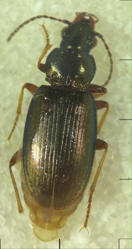 Pogonus chalceus