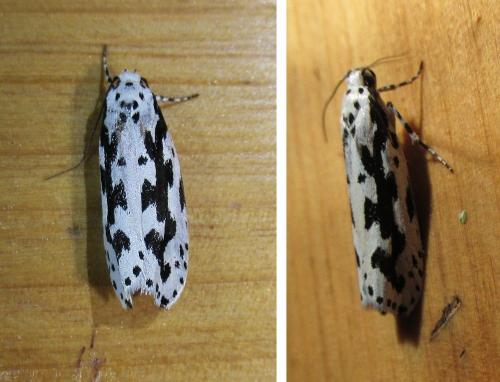 Ethmia sp.
