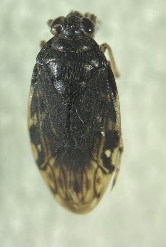 Saldula sp.