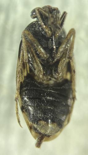 Réf. 308 425 : Saldula sp.