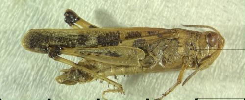 Réf. 308 313 : Aiolopus thalassinus thalassinus