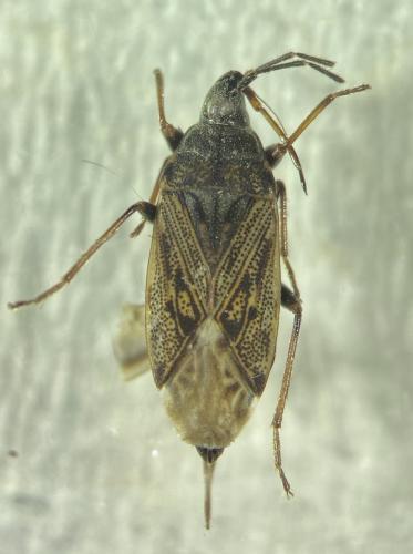 Peritrechus gracilicornis