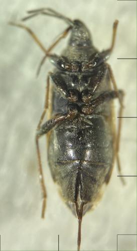 Réf. 308 317 : Peritrechus gracilicornis