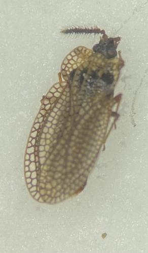 Kalama sp.